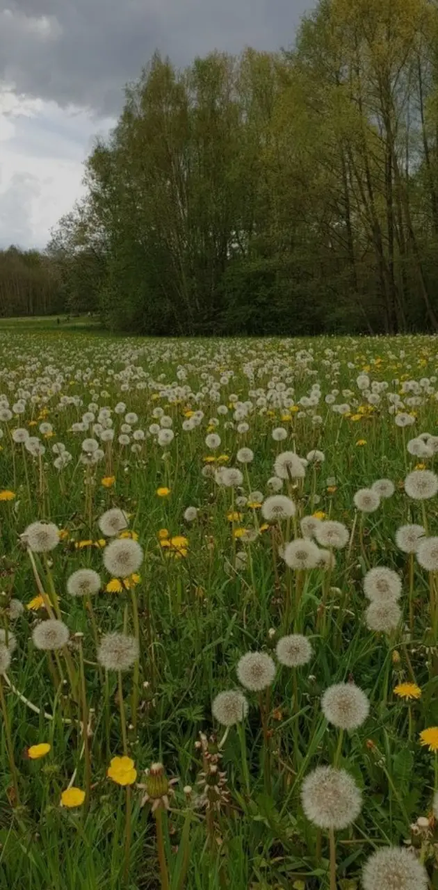 Dandelion field