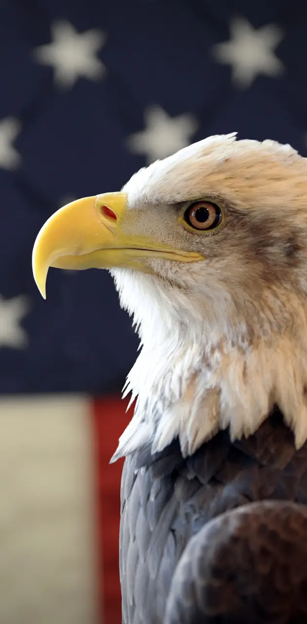 America Eagle
