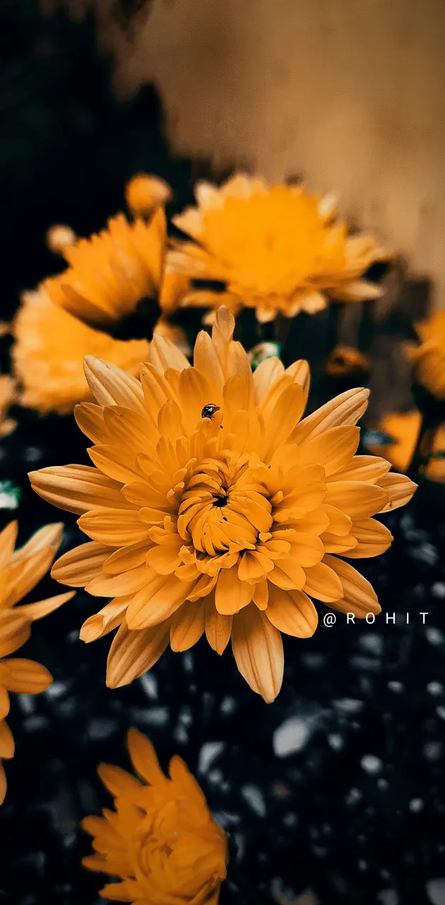 Flower photography 
