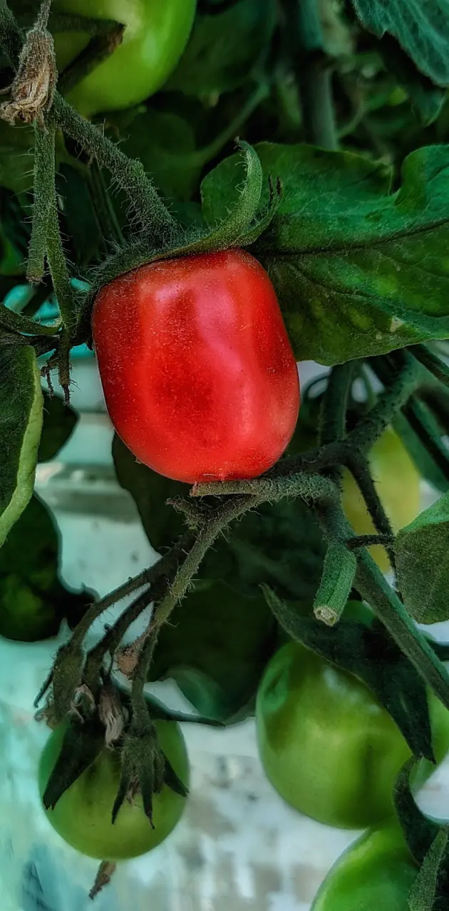 Bright Red Tomato