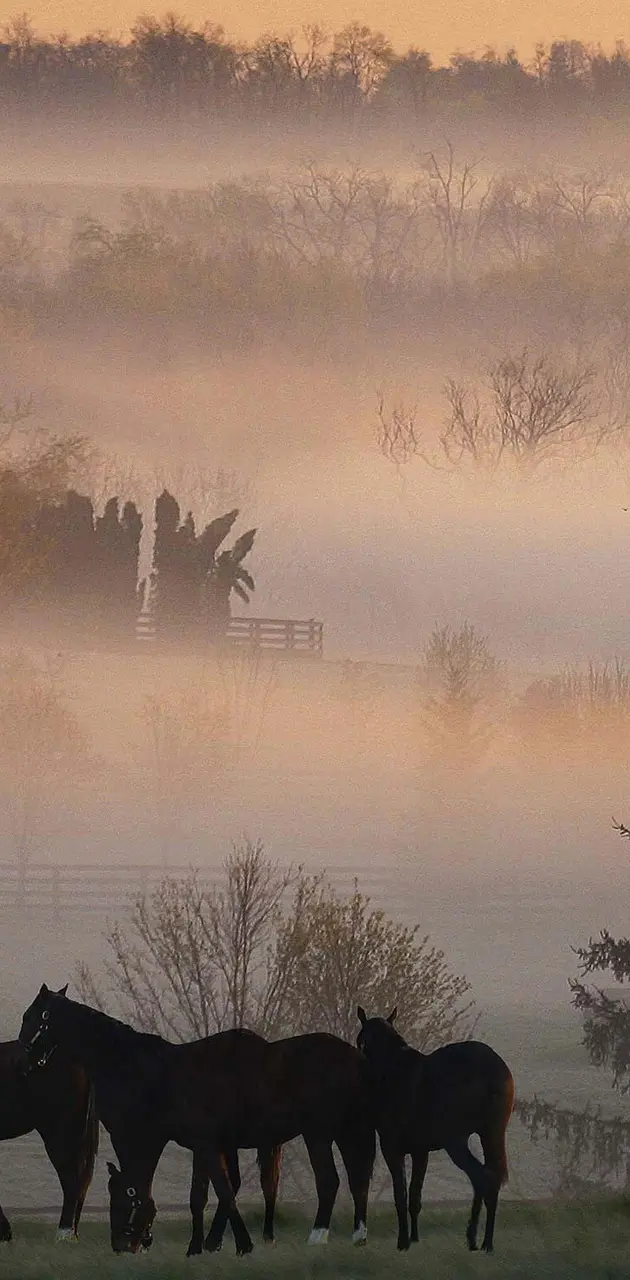 Foggy Horse Farm