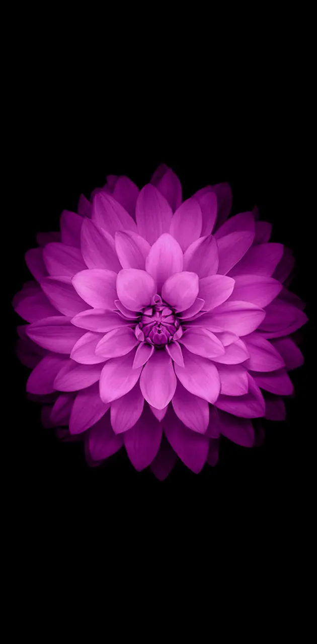 iOS 8 Flower