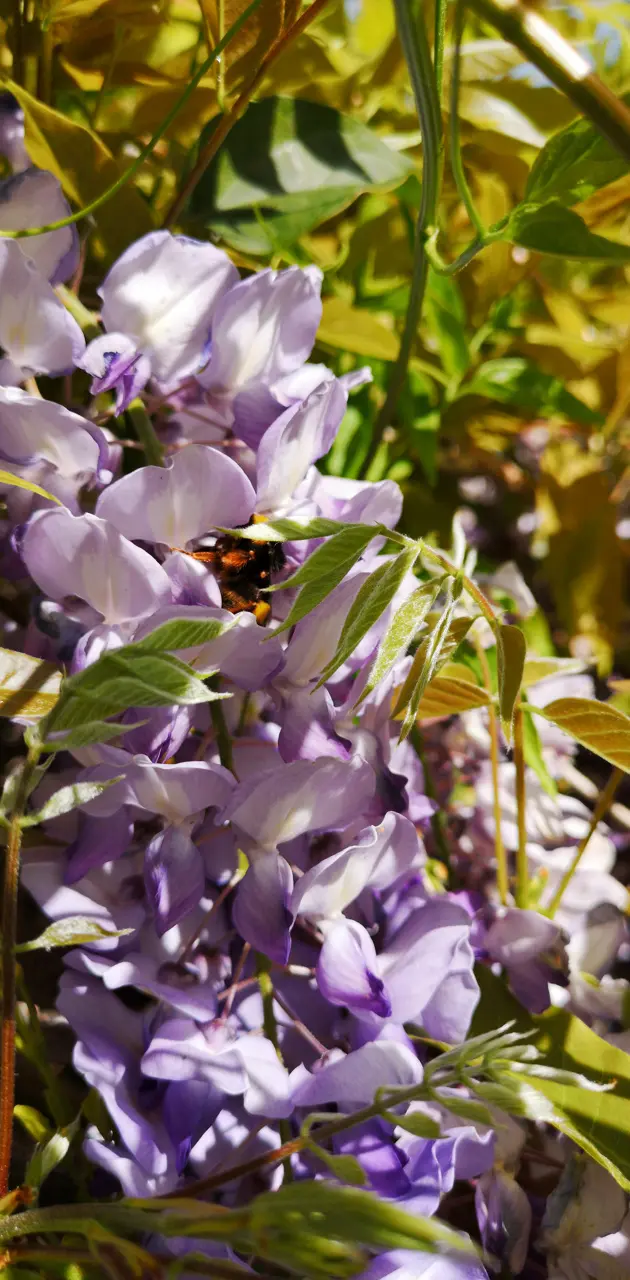 Purple Flower Bee