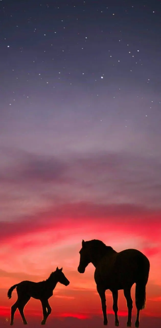 Horses n sunset