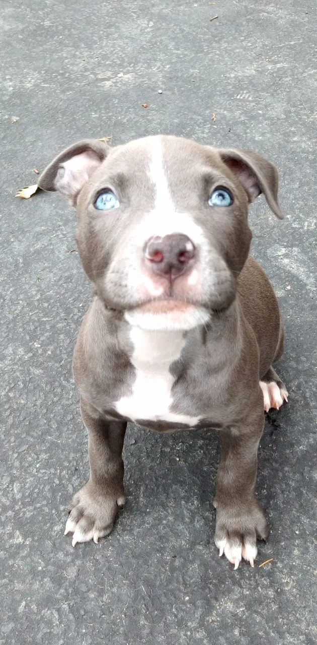 Cute pitbull puppy 