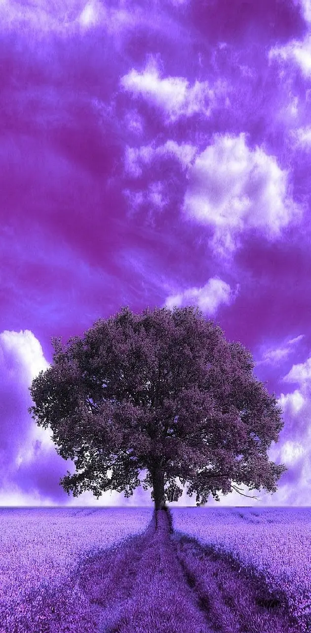purple-field