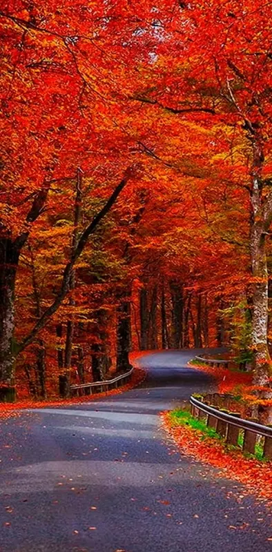 red autumn trees