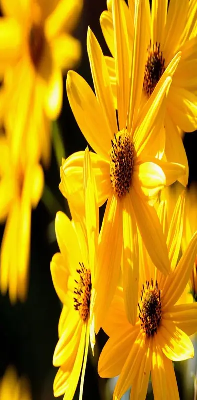 Yellow Petals Nature