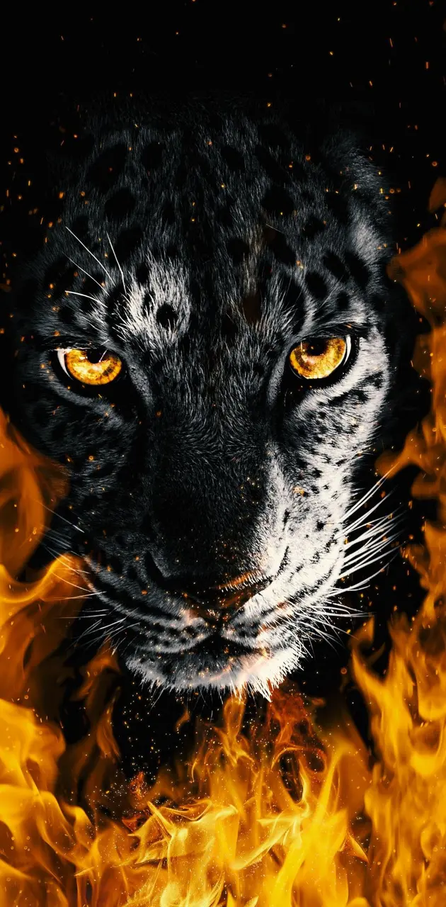 Leopard on fire