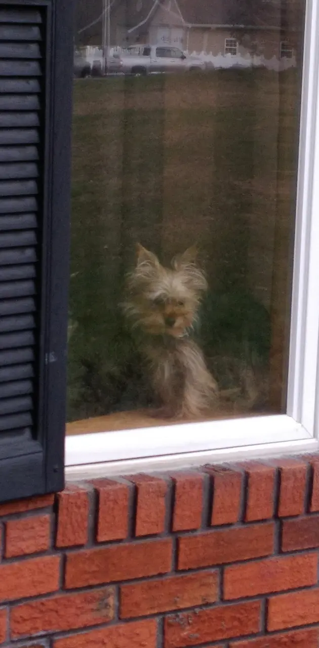 Puppy in window
