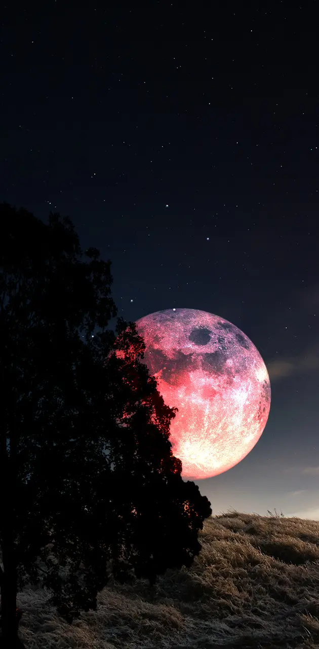 Red Moon Behind tree