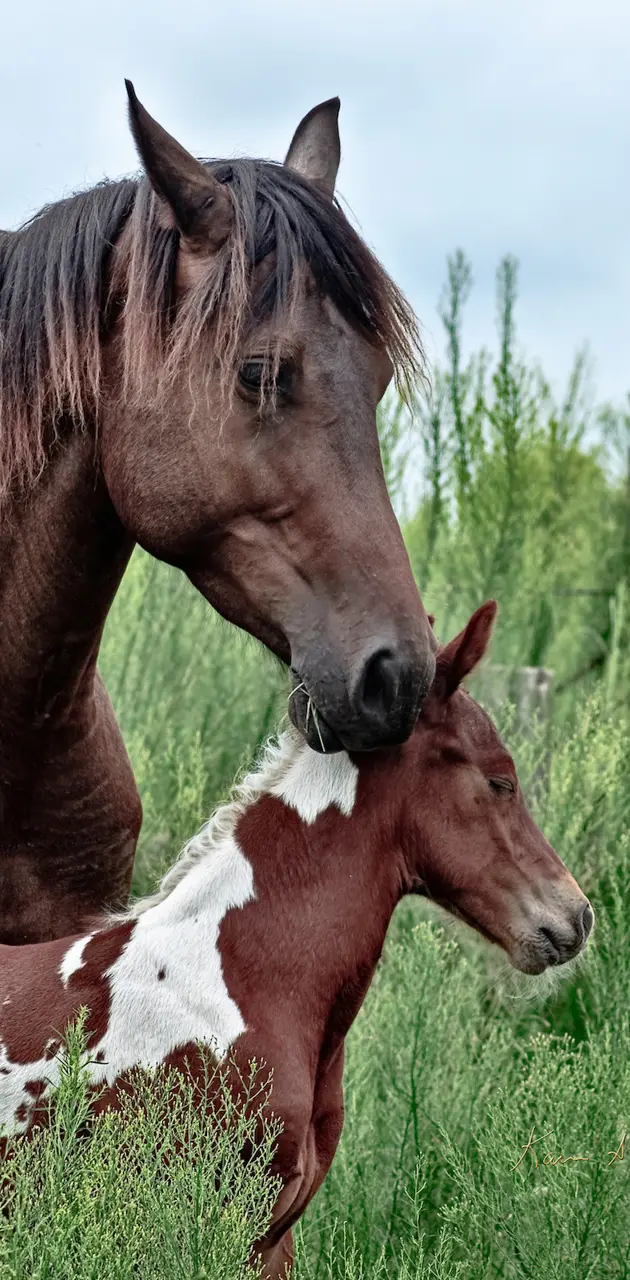 BSI Mother And Foal