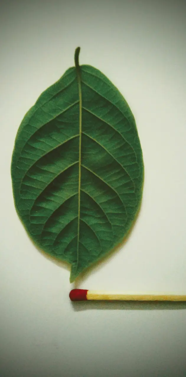 Leaf and Match