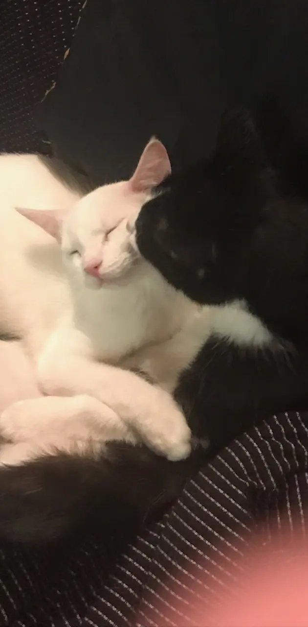Cuddling Kitties