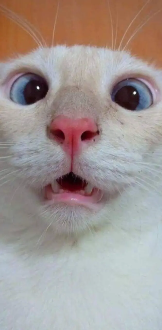 cute shocked cat