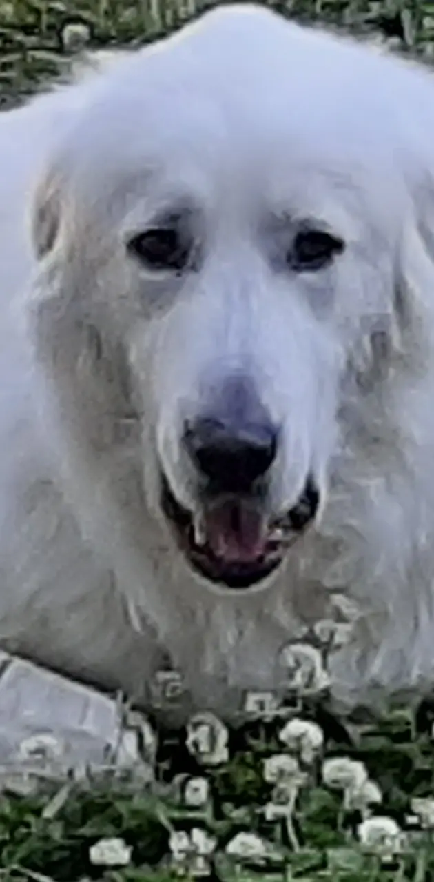Great pyrenees 