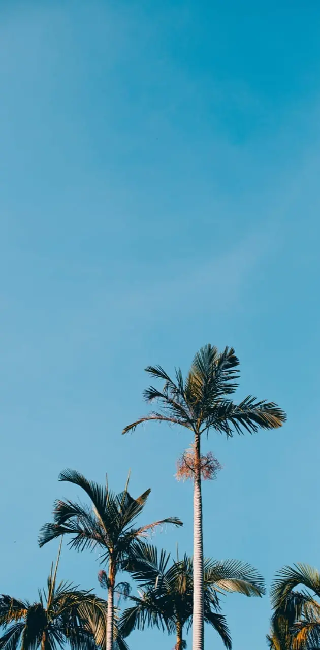 Palm tree blue