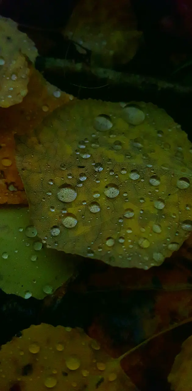 Fall Rain 