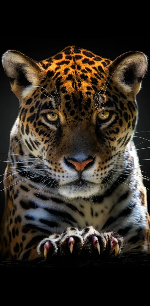 Jaguars wallpaper by chiver4life - Download on ZEDGE™