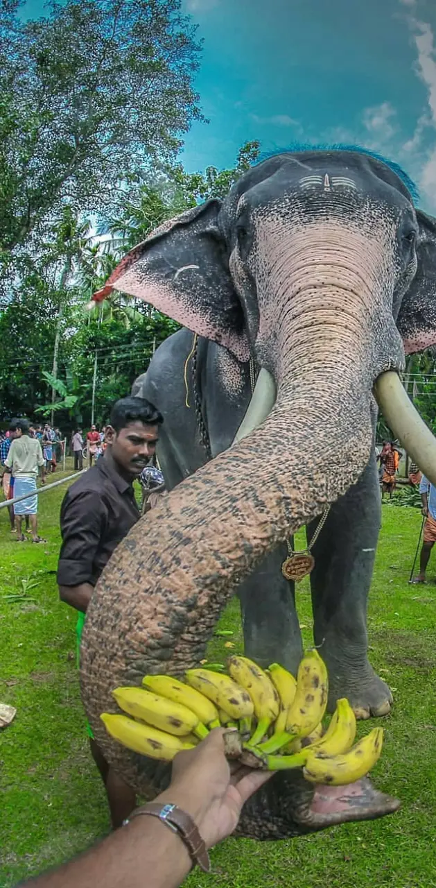 Kerala elephant