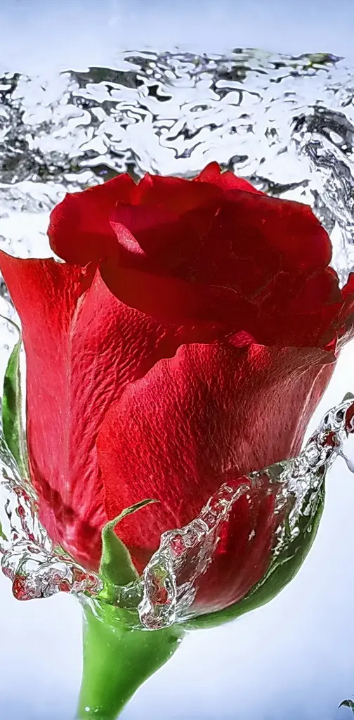 Rose Splash