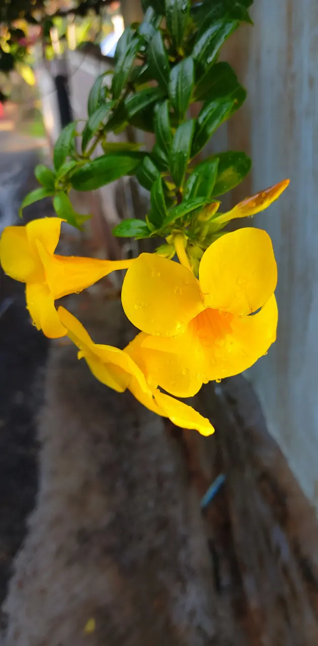 Yellow flowers wallpap