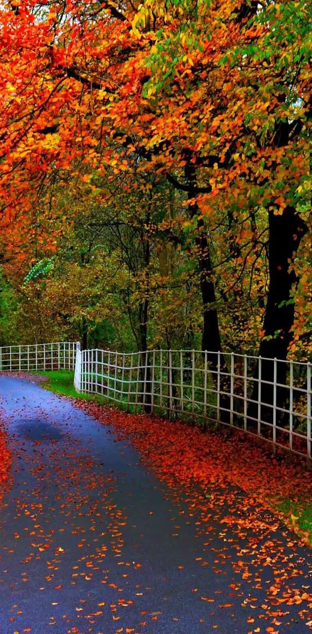 Autumn Leaves Road