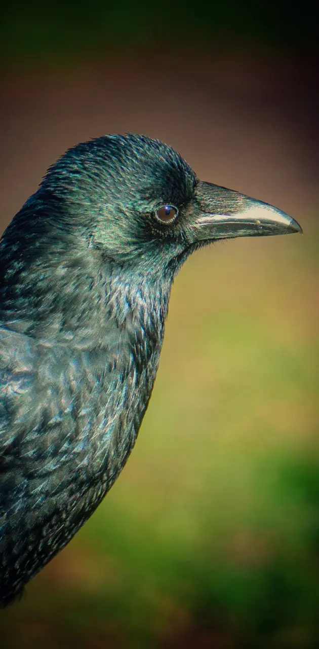 Richmond park crow