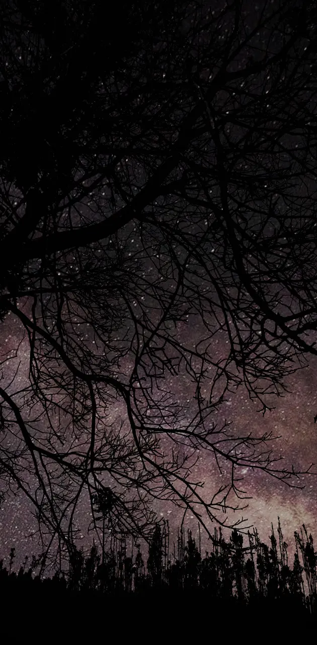 Night sky tree