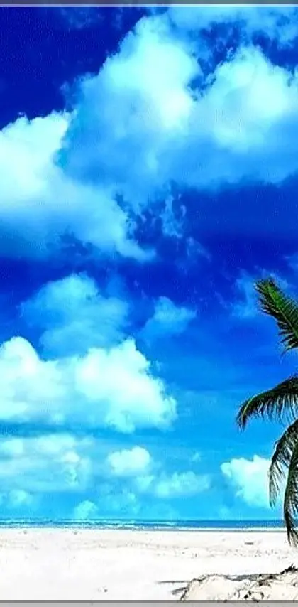 Blue Tropical