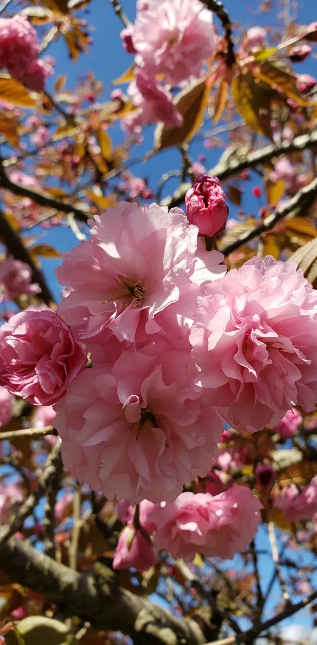 Cherry tree bloom