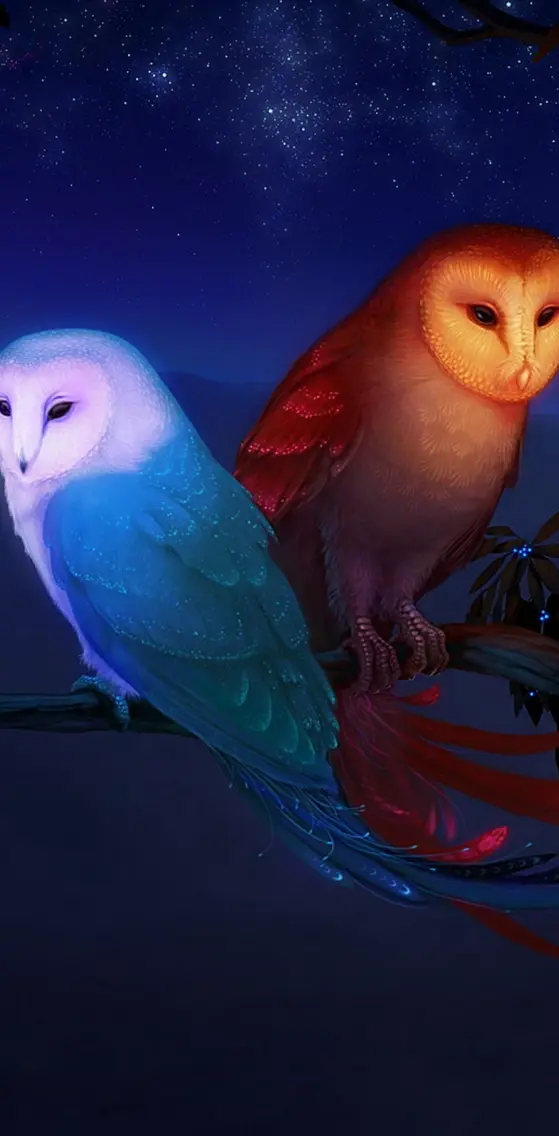 Owl Night Birds