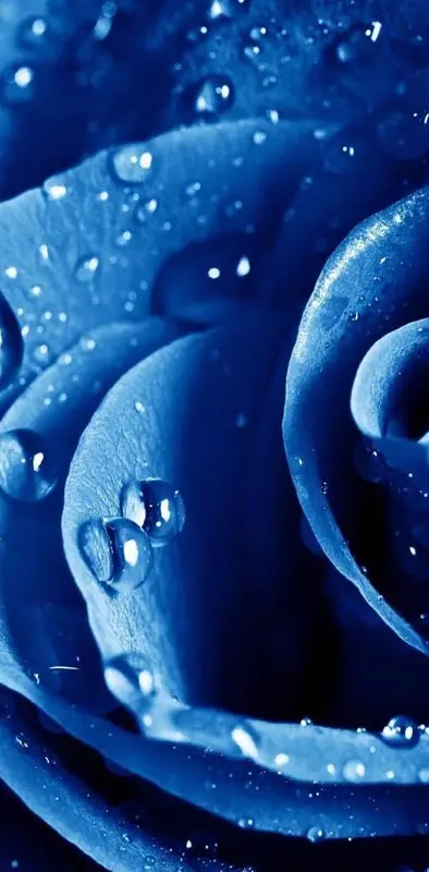 Water Drops Rose