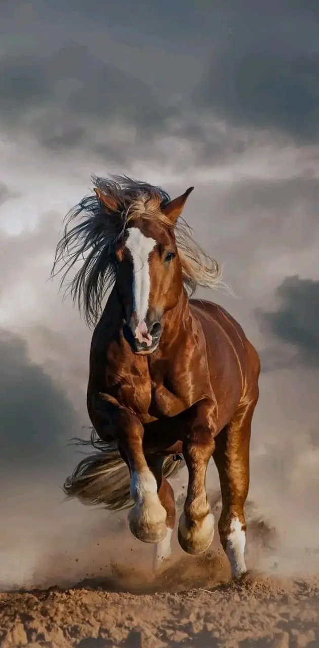 Stallion 