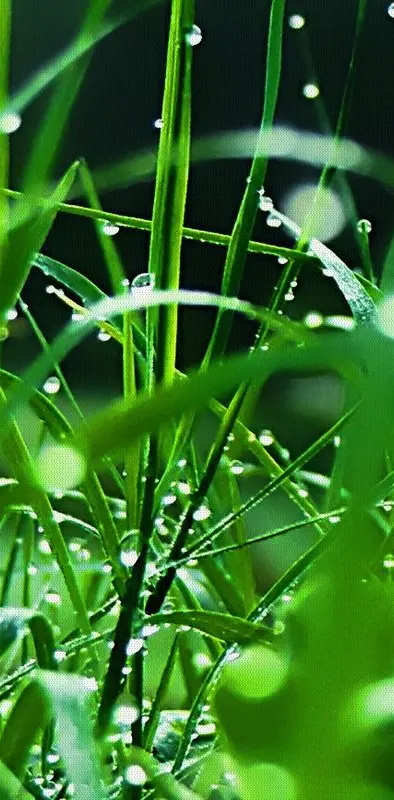 Grass After Rain