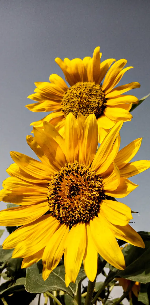 Sun flowers 