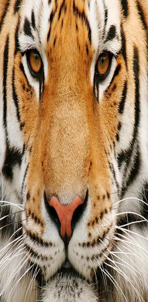tiger feline