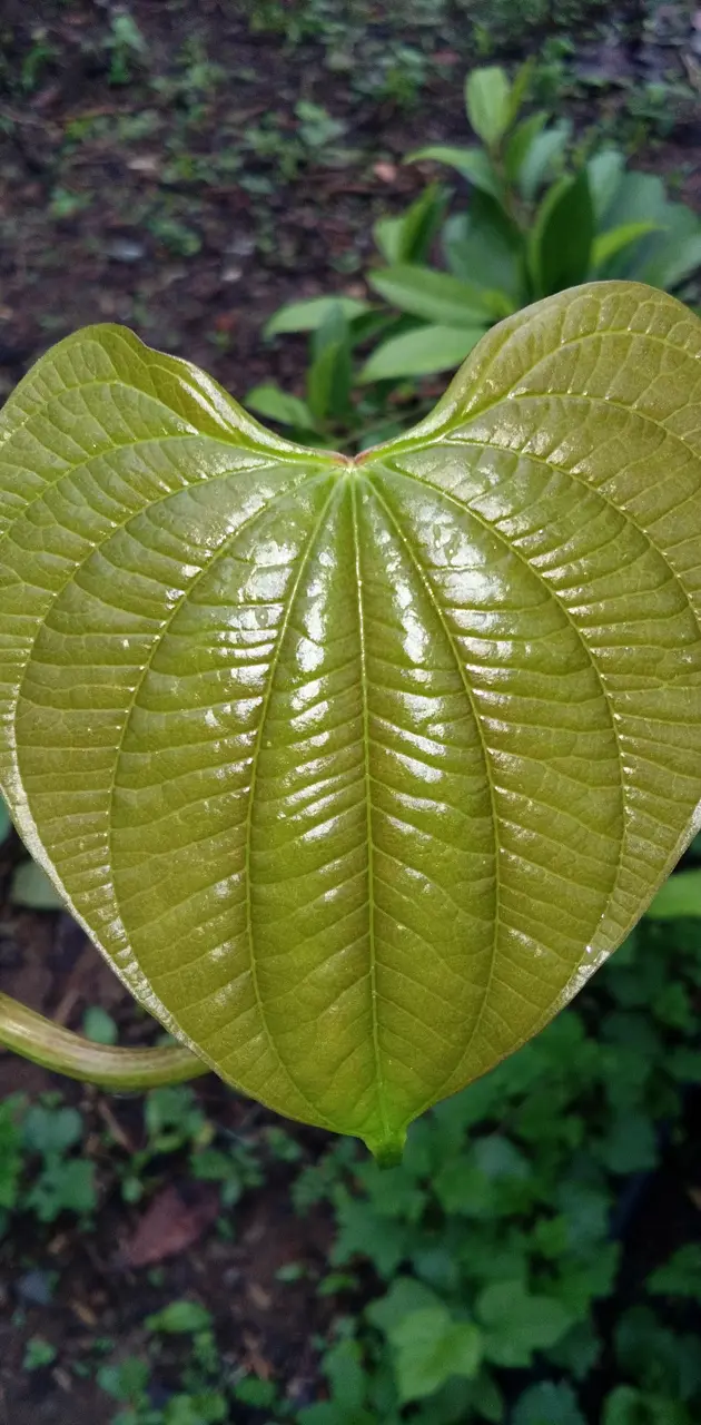 air yam leaf glowing