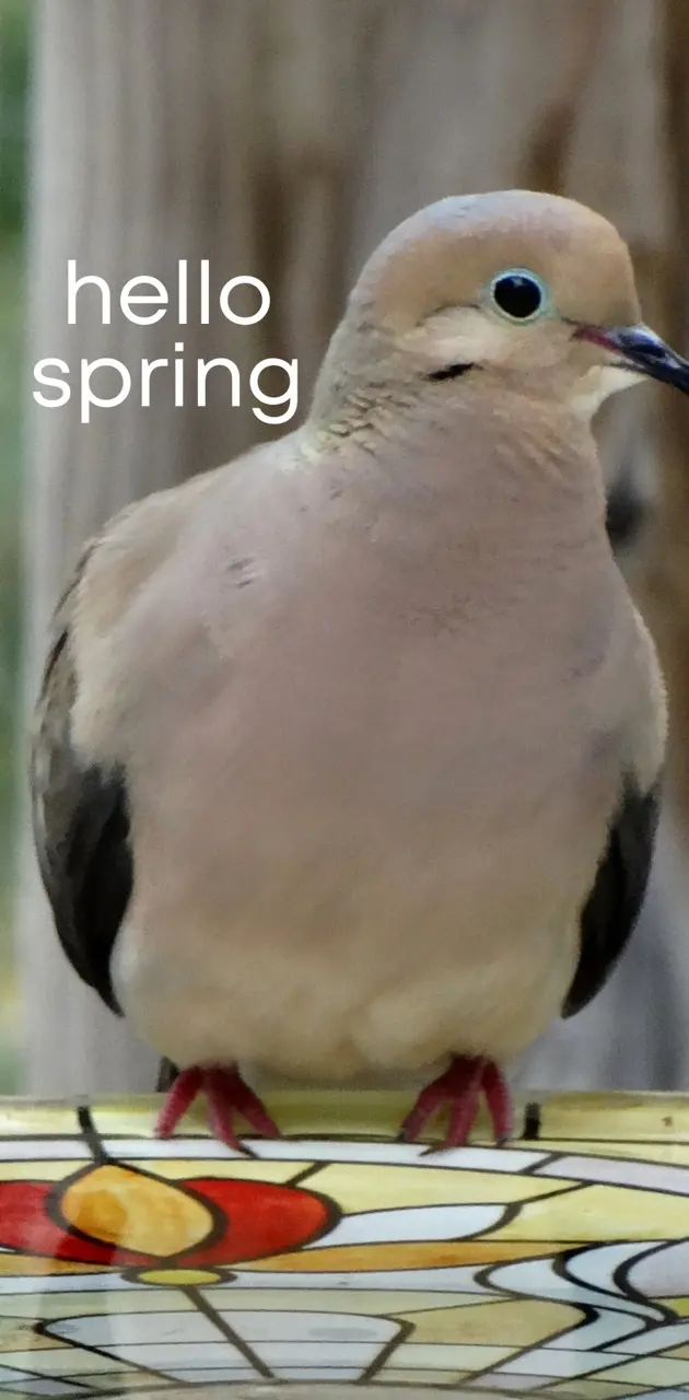 Hello Spring Dove