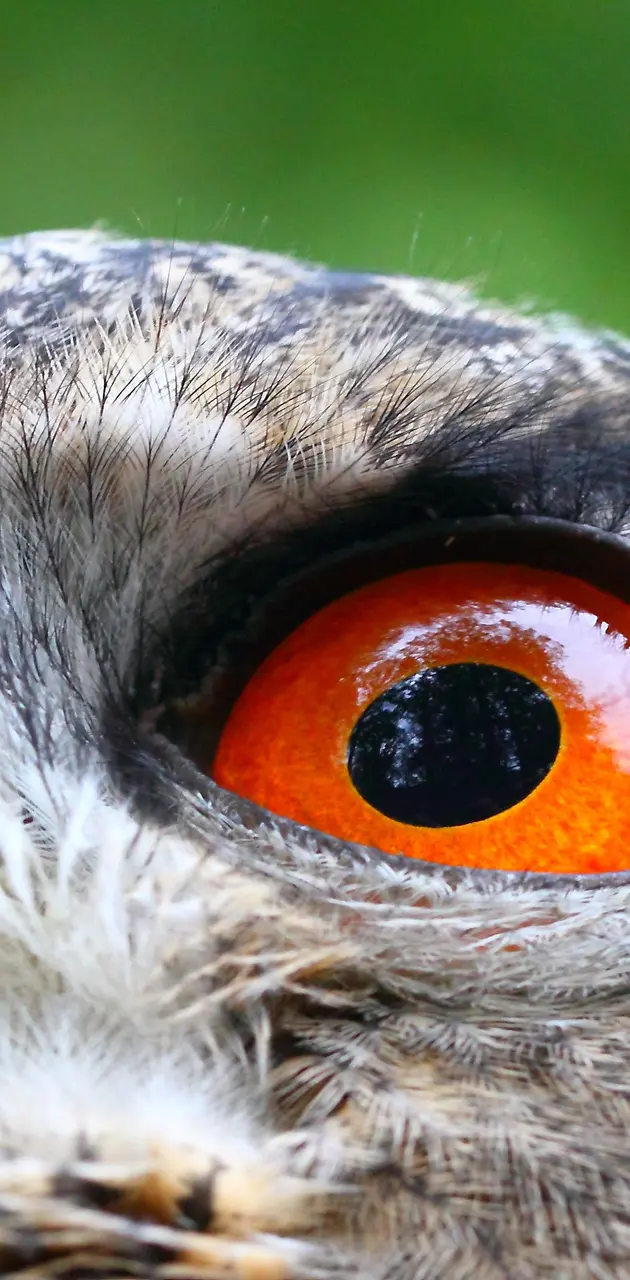 Owl Orange Eyes
