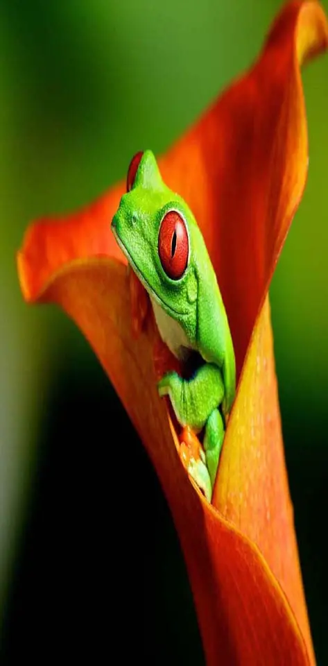 Frog with flower