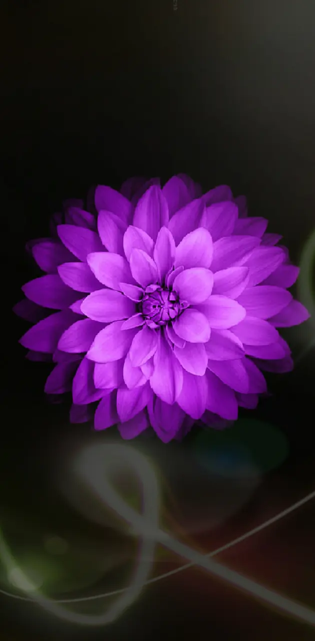 Purple Flower Streak