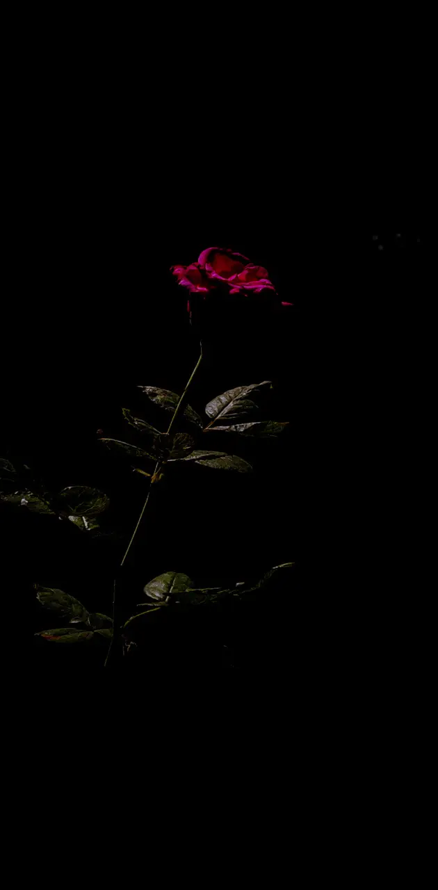 Rose in the dark