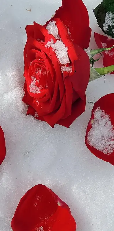 Winter Rose