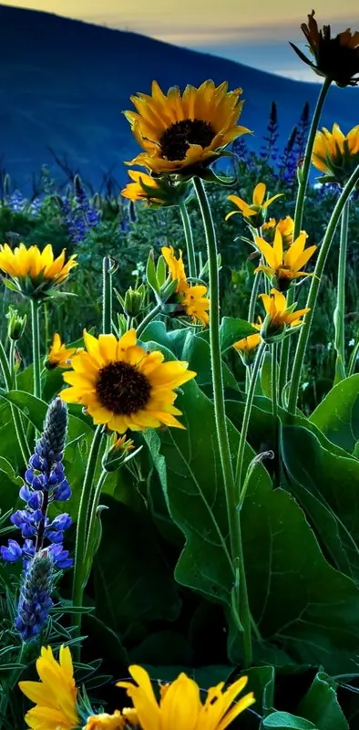 Lupine Sunflowers