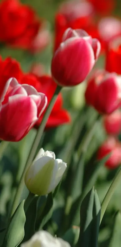 Red Flowers Hd