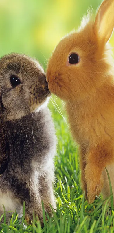 Rabbit Kiss