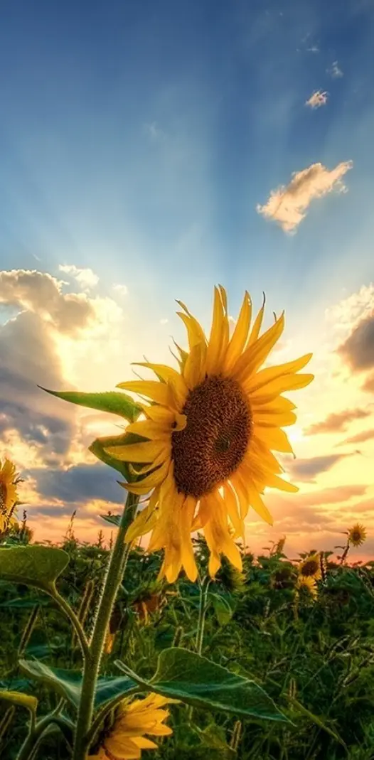 Sunflowers By Sunset