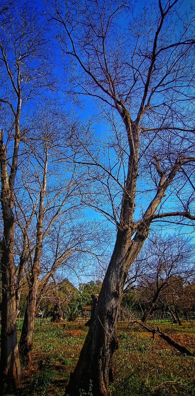 Tree contrast