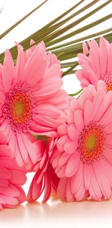 Gerbera pink flowers